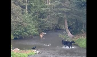 オオカミの追立て漁！？見事なチームプレイで次々と魚をゲット！【海外・動画】