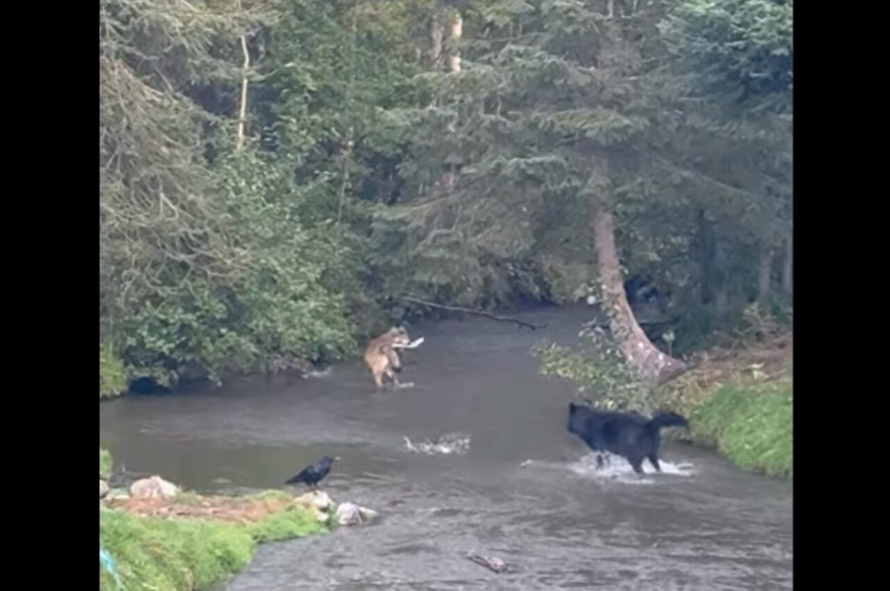 オオカミの追立て漁!?見事なチームプレイで次々と魚をゲット!【海外・動画】