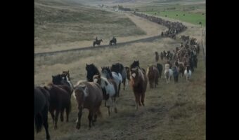 高原から戻って来るウマたち。数百頭が長い列をつくって進む迫力に圧倒される！！