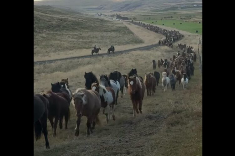 高原から戻って来るウマたち。数百頭が長い列をつくって進む迫力に圧倒される！！