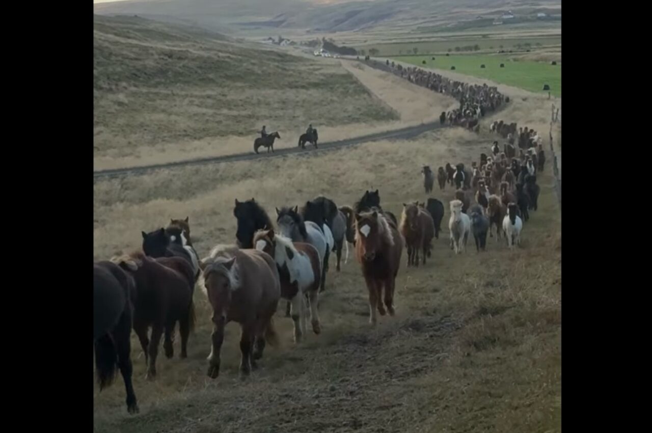 高原から戻って来るウマたち。数百頭が長い列をつくって進む迫力に圧倒される！！
