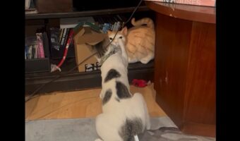 何度やっても効かない！？ネコが猫パンチを炸裂させる相手は・・置物だ！【アメリカ・動画】