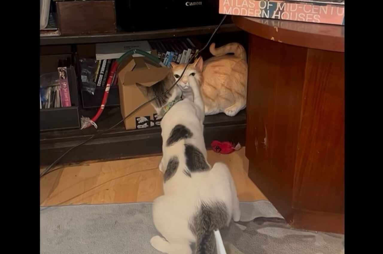 何度やっても効かない！？ネコが猫パンチを炸裂させる相手は・・置物だ！【アメリカ・動画】