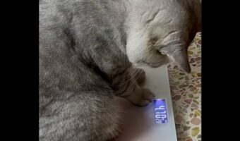 数字を理解している？ネコが体重計に表示された数字を見てパニック！？【海外・動画】