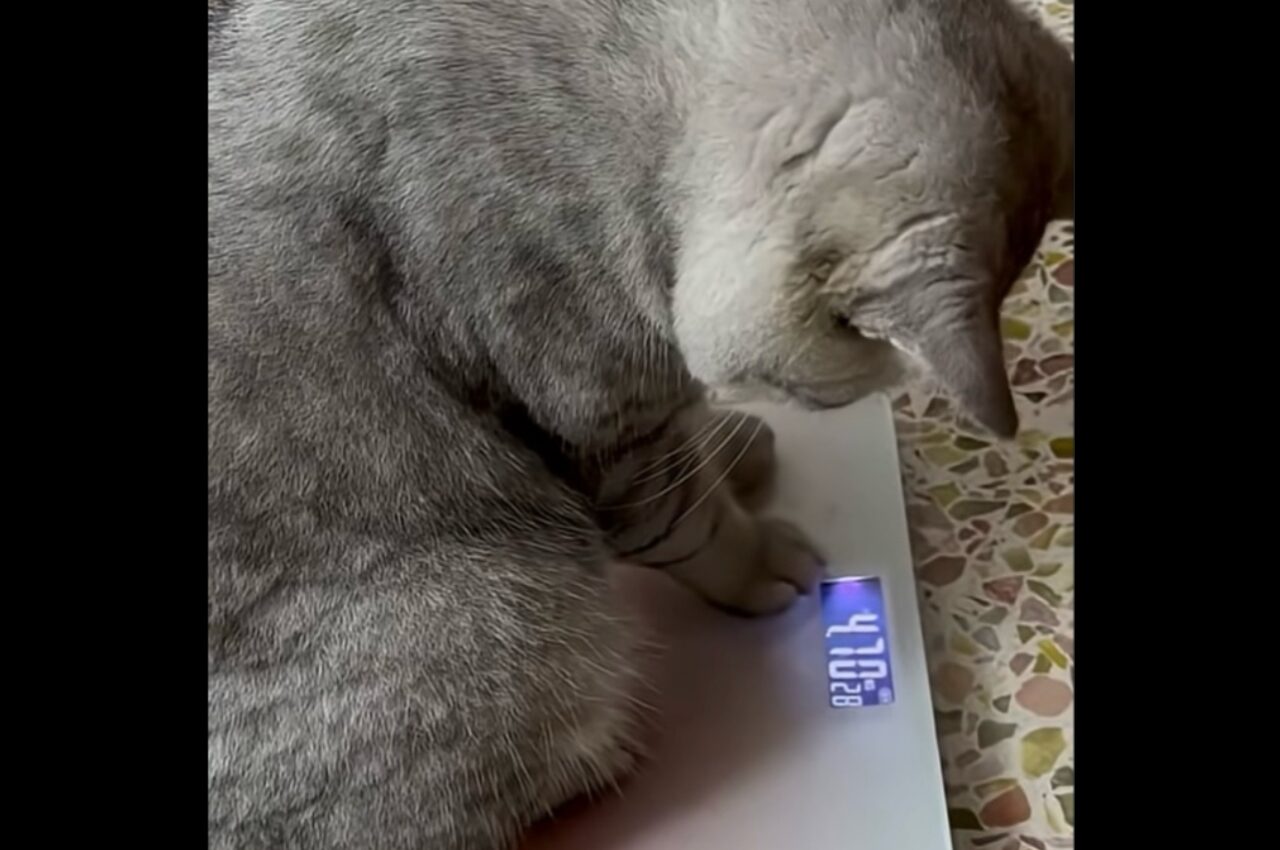 数字を理解している?ネコが体重計に表示された数字を見てパニック!?【海外・動画】