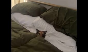 ベッドでぬくぬく。気持ちよすぎて大きなあくびまで飛び出すネコ【アメリカ・動画】