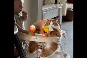ベビーウォーカーに乗ったネコ。赤ちゃんが近寄ってきても・・独占したまま！【海外・動画】