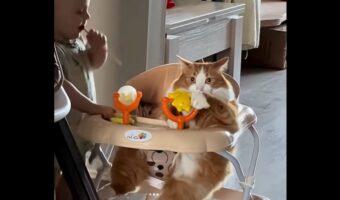 ベビーウォーカーに乗ったネコ。赤ちゃんが近寄ってきても・・独占したまま！【海外・動画】