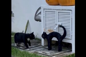 庭の散策中にネコの置物と対面したネコ。チョンチョンと触れてもリアクションが無いので・・怖くなっちゃった！？【海外・動画】