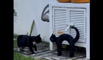 庭の散策中にネコの置物と対面したネコ。チョンチョンと触れてもリアクションが無いので・・怖くなっちゃった！？【海外・動画】