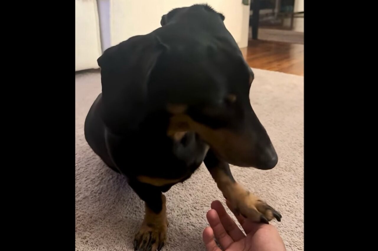 もっとカキカキして!飼い主さんの手が止まるとかわいくアピールするダックスフンド!【海外・動画】