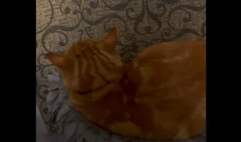 面壁九年？ソファの背もたれをじっと見つめるネコは修行僧のよう！【海外・動画】