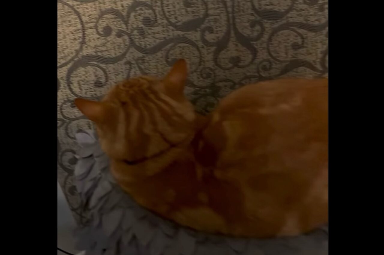 面壁九年?ソファの背もたれをじっと見つめるネコは修行僧のよう!【海外・動画】