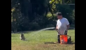 水遊びを満喫するアライグマ。ホースの水をかけてくれる男性とお友達になれたかな？【アメリカ・動画】