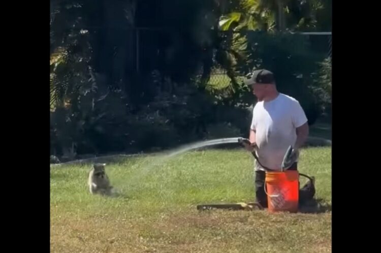 水遊びを満喫するアライグマ。ホースの水をかけてくれる男性とお友達になれたかな？【アメリカ・動画】