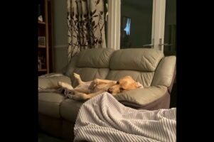 新しいベッドよりもこっちがいい？愛犬が寝るのはソファの上！【海外・動画】