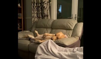 新しいベッドよりもこっちがいい？愛犬が寝るのはソファの上！【海外・動画】