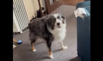 パパさんはどこ？愛犬は自宅に届いたスーツケースを見て困惑