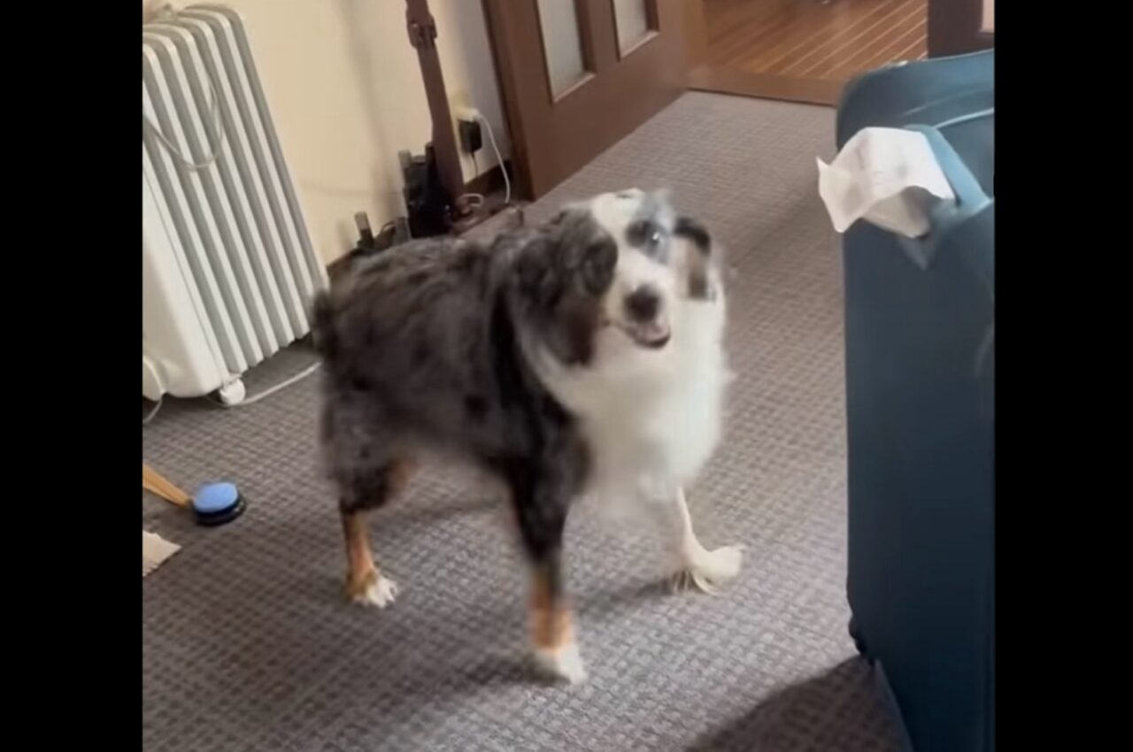 パパさんはどこ?愛犬は自宅に届いたスーツケースを見て困惑