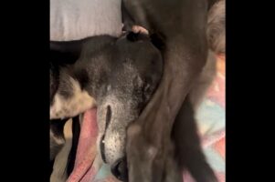 ポジション選びを間違えたグレイハウンド。寝たいのにお姉ちゃんの足が当たって全然寝られない！【海外・動画】