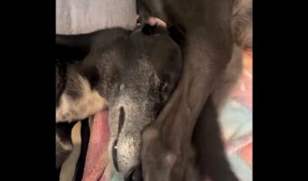 ポジション選びを間違えたグレイハウンド。寝たいのにお姉ちゃんの足が当たって全然寝られない！【海外・動画】