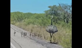 道路脇をおさんぽする親子。ダチョウによく似たその生き物は・・・大型の鳥「レア」！【海外・動画】