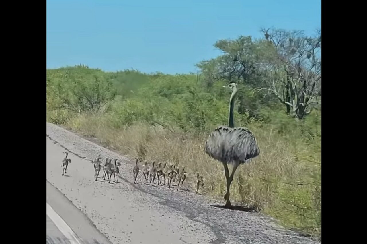 道路脇をおさんぽする親子。ダチョウによく似たその生き物は・・・大型の鳥「レア」！【海外・動画】