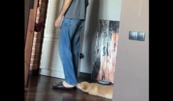 離れたくない！飼い主さんのズボンの裾にくっついて引きずられるかわいい子犬【海外・動画】