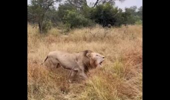 縄張りをパトロールするライオンの雄たち。咆哮しながら歩き回る姿は圧巻！【海外・動画】