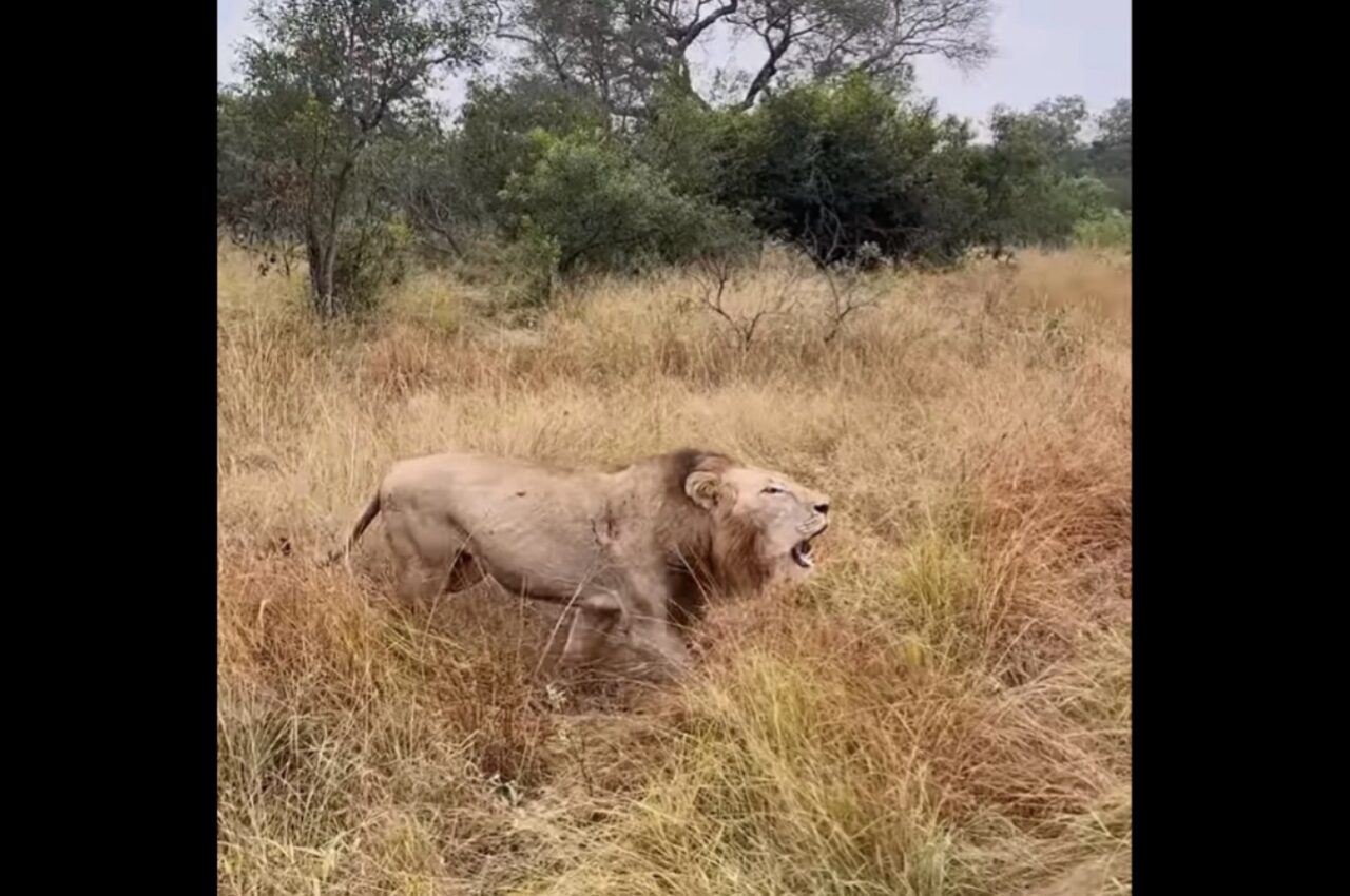 縄張りをパトロールするライオンの雄たち。咆哮しながら歩き回る姿は圧巻！【海外・動画】
