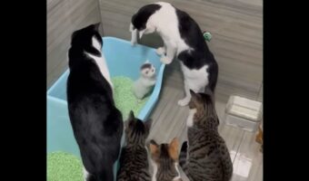 みんなで子猫をじっと見守る！成猫たちのフォーメーションと優しい眼差しにほっこり【海外・動画】