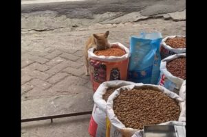 食べ放題会場？屋台に並ぶ売り物のペットフードをネコが堂々とつまみ食い！？【海外・動画】