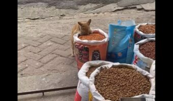 食べ放題会場？屋台に並ぶ売り物のペットフードをネコが堂々とつまみ食い！？【海外・動画】