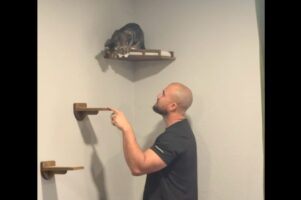 キャットウォークからのまさかの降り方。ネコが選んだのは、下の段の板ではなく・・飼い主さんの頭！？【海外・動画】