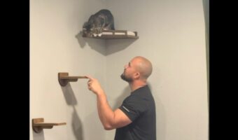 キャットウォークからのまさかの降り方。ネコが選んだのは、下の段の板ではなく・・飼い主さんの頭！？【海外・動画】