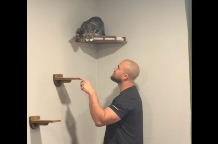 キャットウォークからのまさかの降り方。ネコが選んだのは、下の段の板ではなく・・飼い主さんの頭！？【海外・動画】