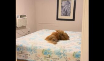宿泊先で愛犬がベッドチェック！？マットレスの上を歩いたりゴロゴロして・・寝心地を確認してる？【アメリカ・動画】