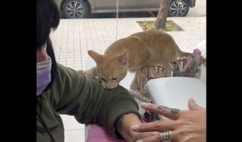 施術中のネイリストを邪魔するネコ。ふたりの攻防戦はなんだか楽しそう！【海外・動画】