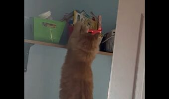 棚の箱に入ったおやつをナイショで取ろうとしたけれど・・。ネコのイタズラを目撃！【アメリカ・動画】