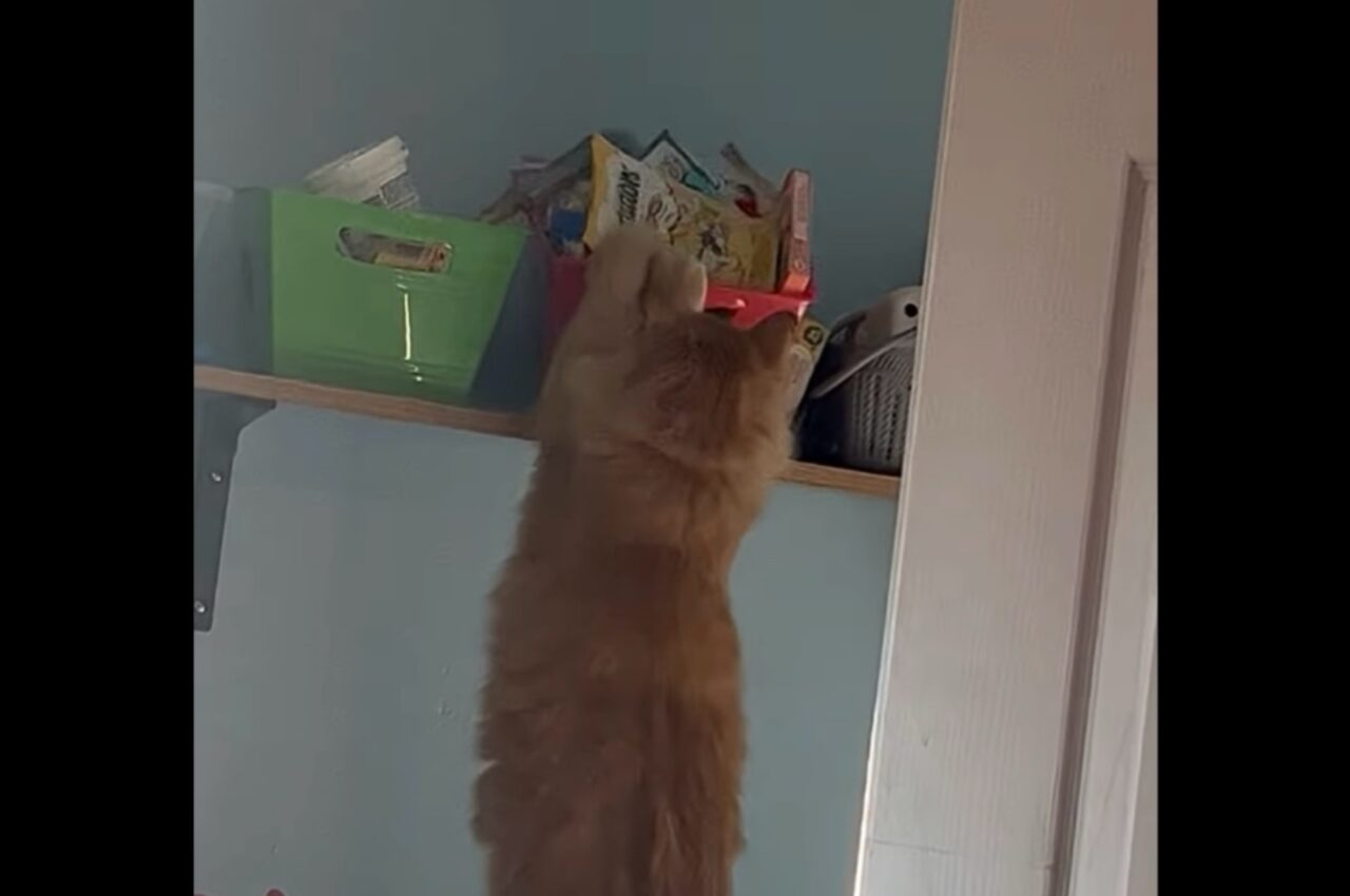 棚の箱に入ったおやつをナイショで取ろうとしたけれど・・。ネコのイタズラを目撃！【アメリカ・動画】