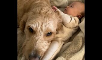 ゴールデンドゥードルは赤ちゃんに夢中！ぴったり寄り添ってそばから離れるのを拒否！！【アメリカ・動画】