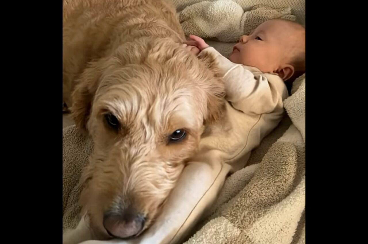 ゴールデンドゥードルは赤ちゃんに夢中!ぴったり寄り添ってそばから離れるのを拒否!!【アメリカ・動画】