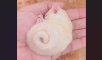 くるんと丸まったかわいいしっぽ。アンモナイトのようなモモンガの寝姿が話題に「しっぽ、くるくるん」「手のひらサイズなんですね」