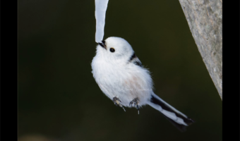 シマエナガが氷を舐める様子を捉えた写真がスゴい！ぶら下がっているようにも見える一瞬の姿が話題に「羽を広げる直前の一瞬！すごい！」