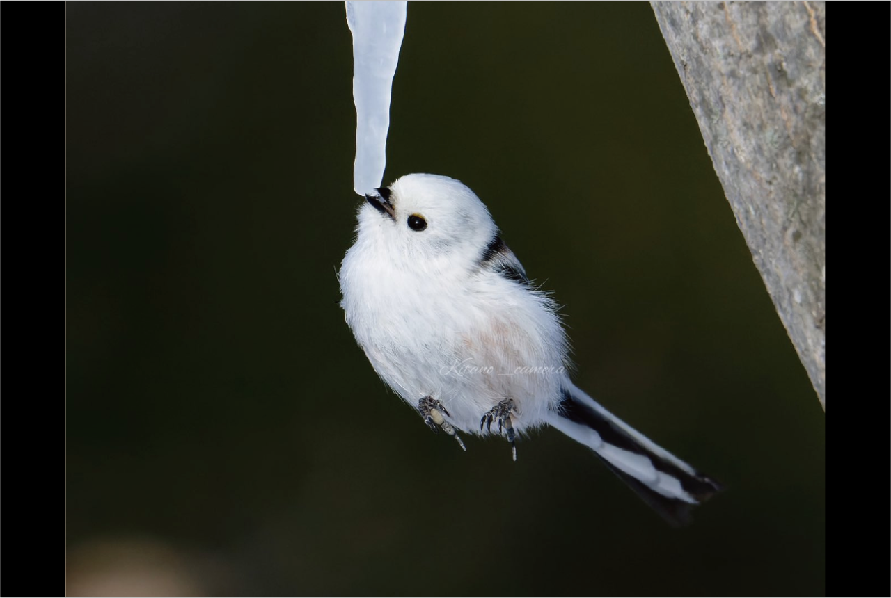 シマエナガが氷を舐める様子を捉えた写真がスゴい！ぶら下がっているようにも見える一瞬の姿が話題に「羽を広げる直前の一瞬！すごい！」
