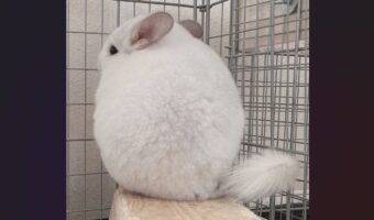 もふもふ具合がパーフェクト！チンチラの後ろ姿が話題に「まんまる！」「どこが1番深いもふもふゾーンなんだろ」