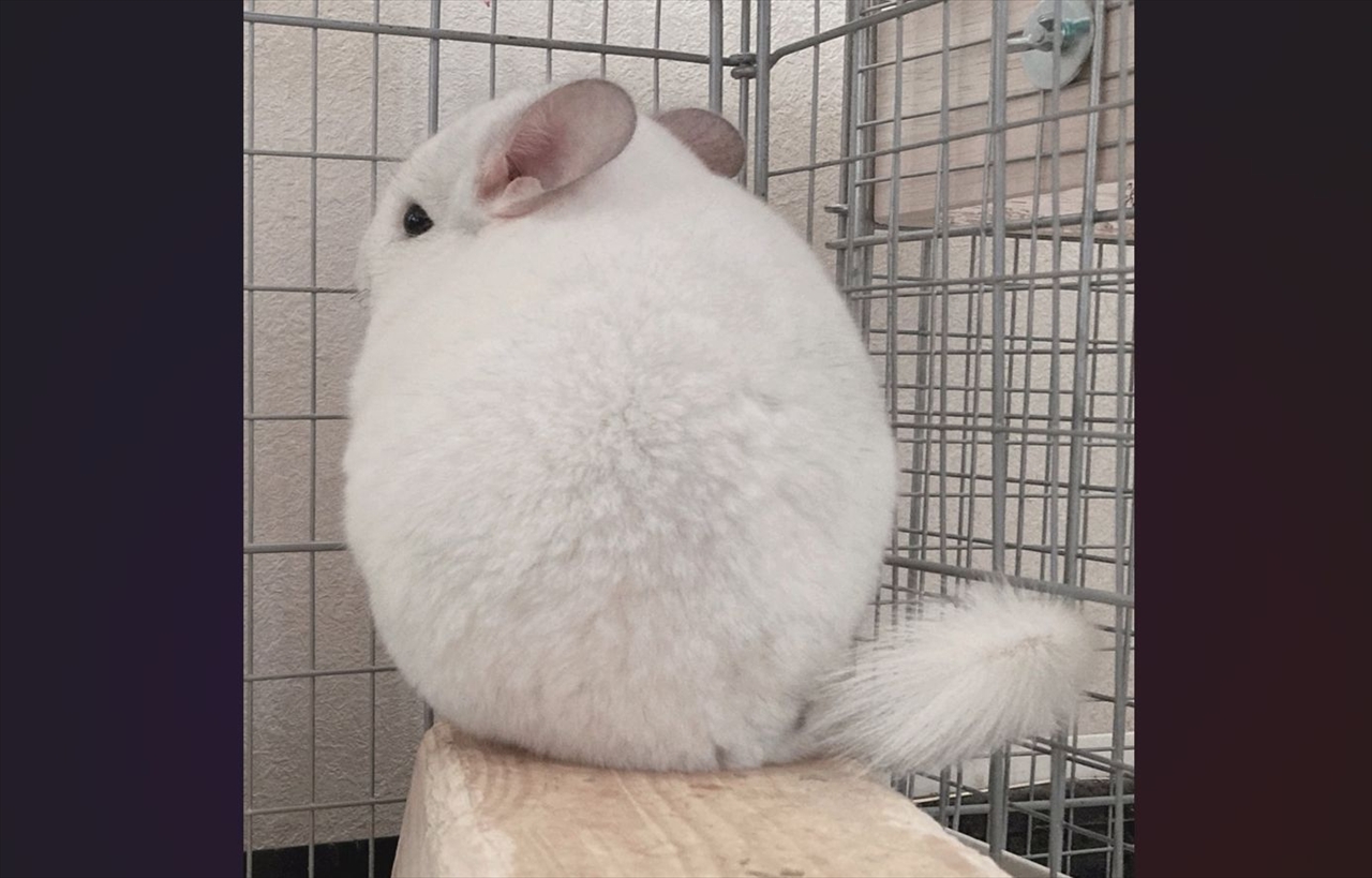 もふもふ具合がパーフェクト!チンチラの後ろ姿が話題に「まんまる!」「どこが1番深いもふもふゾーンなんだろ」