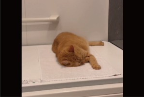 風呂に入ろうとしたら先客が！？フタの上で熟睡するネコ「タオル敷いて、完璧な岩盤浴スタイル」「やるな～おぬし」