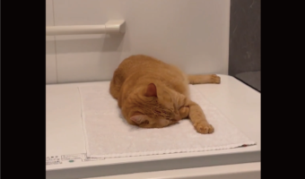 風呂に入ろうとしたら先客が！？フタの上で熟睡するネコ「タオル敷いて、完璧な岩盤浴スタイル」「やるな～おぬし」