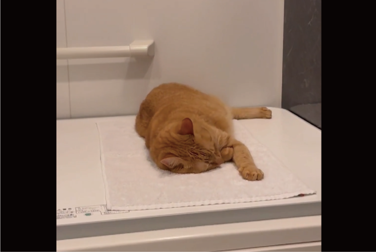 風呂に入ろうとしたら先客が！？フタの上で熟睡するネコ「タオル敷いて、完璧な岩盤浴スタイル」「やるな～おぬし」